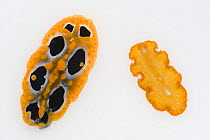 Marine polyclad flatworm (Polycladia) and Ocellate phyllidia nudibranch (Phylidia ocellata)