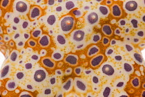 Close-up of skin of starfish.