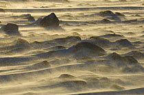 Snow blowing over rocks, sunset. Canadian arctic