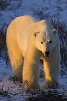 Polar bear {Ursus maritimus} at sunset Churchill, Manitoba, Canada.