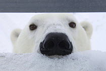 Polar bear {Ursus maritimus} sniffing at occupants of filming vehicle, Churchill, Manitoba, Canada. Filming BBC's 'Nature's Great Events' 2007