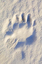 Polar bear {Ursus maritimus} footprint in the snow, Churchill, Manitoba, Canada.