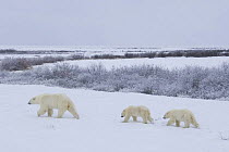 Polar bear {Ursus maritimus} mother and two cubs walking across snowy landscape, Churchill, Manitoba, Canada