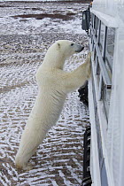 Polar bear {Ursus maritimus} looking into window of filming vehicle, Churchill, Manitoba, Canada. Filming for BBC 'Nature's Great Events' 2007