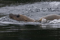 Steller sealion {Eumetopias jubatus} at water's surface, Alaska, USA