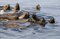 Group of Steller sealions {Eumetopias jubatus} at water's surface, Alaska, USA