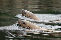 Steller sealion {Eumetopias jubatus} swimming at water's surface, Alaska, USA.