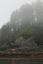 Steller sealion {Eumetopias jubatus} group on haulout on coast of Alaska, USA