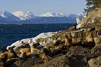 Steller sealion {Eumetopias jubatus} group on haulout on coast of Alaska, USA