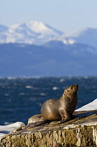 Steller sealion {Eumetopias jubatus} on coast of Alaska, USA