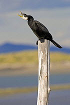 Little pied cormorant / shag {Microcarbo melanoleucos} Adult calling on post. Ashley River Mouth, Canterbury, New Zealand, December.