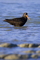 Variable Oystercatcher (Haematopus unicolor) adult in shallow water. Kaikoura. New Zealand. November