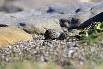 Double banded plover (Charadrius bicinctus) nest with eggs camouflaged on shingle beach. Kaikoura. New Zealand. October