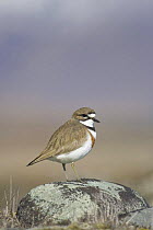 Double banded dotterel / plover {Charadrius bicinctus} adult perched on rock, Southern Alps, New Zealand. December