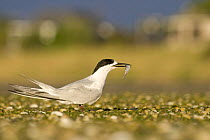 White-fronted tern {Sterna striata} adult with fish in beak, Christchurch, South Island, New Zealand. January