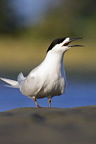 White-fronted tern {Sterna striata} adult calling, Christchurch, South Island, New Zealand. January