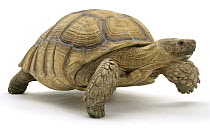 African spurred tortoise (Testudo / Geochelone sulcata) captive