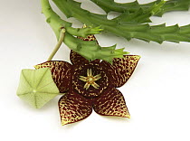 Carrion flower (Stapelia variegata) flower and unopened bud