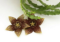 Carrion flower (Stapelia variegata) two flowers