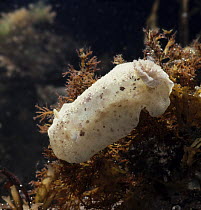 Sea lemon nudibranch (Archidoris pseudoargus) Atlantic coast, captive