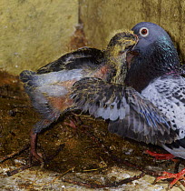 Street pigeon (Columba livia) blue checkers hen feeding a chick / squab in the nest, Surrey, England, July