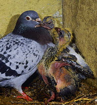 Street pigeon (Columba livia) blue checkers hen with chicks / squabs begging for food in the nest, Surrey, England, July