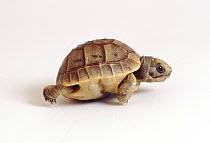 Spur thighed tortoise (Testudo graeca) newly-hatched (still soft-shelled and with folded plastron), captive