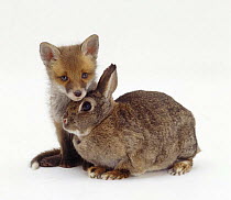 Red Fox (Vulpes vulpes) cub and adult European Rabbit (Oryctolagus cuniculus) NON DISPONIBLE POUR UNE UTILISATION DANS UN LIVRE JUSQU'EN 2025. MERCI DE NOUS CONTACTER POUR TOUT AUTRE UTILISATION AFIN...