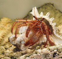Hermit crab (Dardanus megistos) feeding on fish head, captive