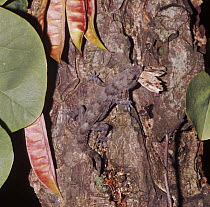 Moorish wall gecko (Tarentola mauritanica) eating a moth, Eastern europe