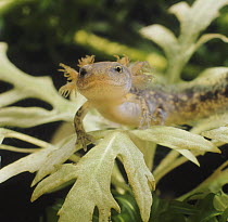 European / Fire salamander (Salamandra salamandra) larva, captive