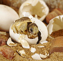 Spur thighed tortoise (Testudo graeca) hatching from its egg, captive, sequence 3/4