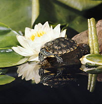 Red-eared turtle / terrapin / slider (Pseudemys scripta elegans) on a rock at waters edge  with waterlily flower, USA