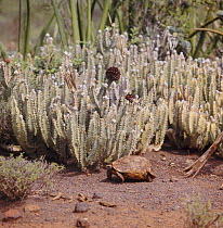Hinged Tortoise (Kinixys belliana) beside Asclepiad (Caralluma russelliana), a tropical plant of the East African semi-desert