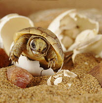 Spur thighed tortoise (Testudo graeca) hatching from its egg, captive, sequence 4/4