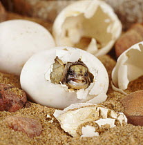 Spur thighed tortoise (Testudo graeca) hatching from its egg, captive, sequence 2/4