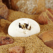 Spur thighed tortoise (Testudo graeca) hatching from its egg, captive, sequence 1/4