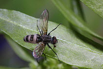 Fly (Diptera) killed by insect pathogenic fungus, Surrey, England