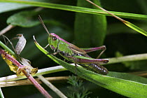 Meadow grasshopper (Chorthippus parallelus) brachypterous female 'dorsal stripe' colour variant, Surrey, England