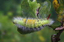 Pale tussock moth (Calliteara / Dasychira pudibunda) caterpillar on oak in autumn, Surrey, England