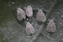 Cabbage whitefly (Aleyrodes brassicae) on the underside of a broccoli leaf, Surrey, England