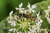 Field digger wasp (Mellinus arvensis) on hogweed flower, UK