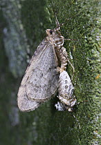 Winter moth (Operophtera brumata) pair mating, Surrey, England