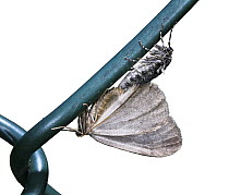 Winter moth (Operophtera brumata) pair mating on wire fence, Surrey, England