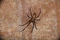 Cave spider in sandstone cave, Surrey, England