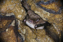 Daubenton's bat (Myotis daubentonii) hibernating in a sandstone cave, Surrey, England