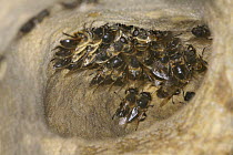 Drone fly (Eristalis tenax) females hibernating in a sandstone cave, Surrey, England