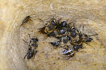 Drone fly (Eristalis tenax) females hibernating in a sandstone cave, Surrey, England