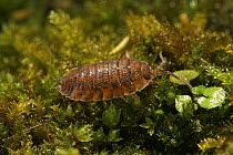 Common woodlouse (Oniscus asellus) orange colour variant on moss, UK