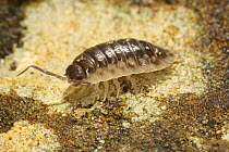 Common woodlouse (Oniscus asellus) on lichen-covered stone, Surrey, England